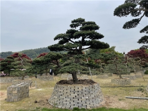 日本五針?biāo)? width=